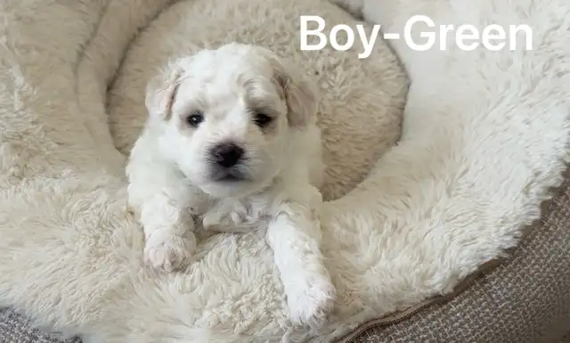 Adorable pur bichon frise puppies look for new home in Dogs & Puppies for Rehoming in Winnipeg - Image 6
