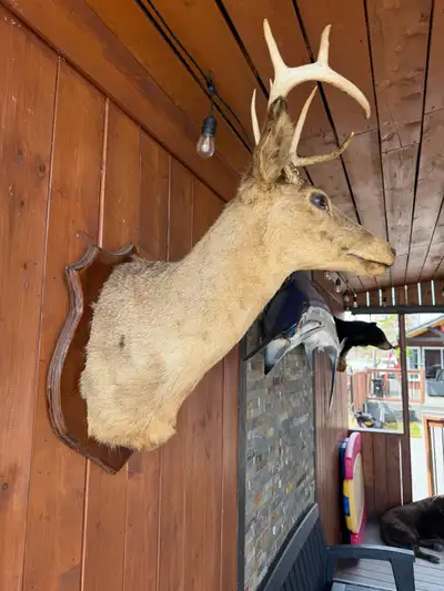 taxidermy deer head , View more