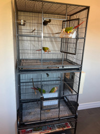 Double Cage available 