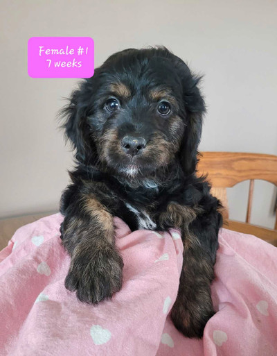Bernedoodles 8 wks VET CHECKED- HEALTHY- ready to go!!! 