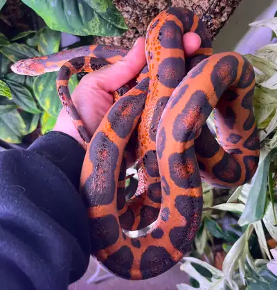 2018, GORGEOUS, Okeetee type, male, scaleless corn. Unknown hets. Very tame. Eats frozen thawed jumb...