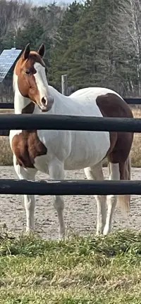 Excellent mare for LEASE 