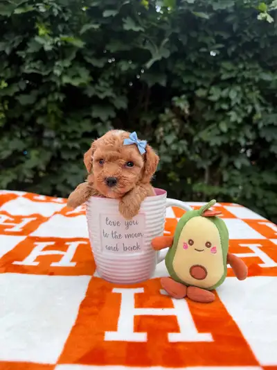 Toy poodle Caniche toy , View more