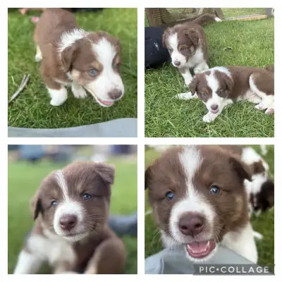 Berger australien border collie , View more