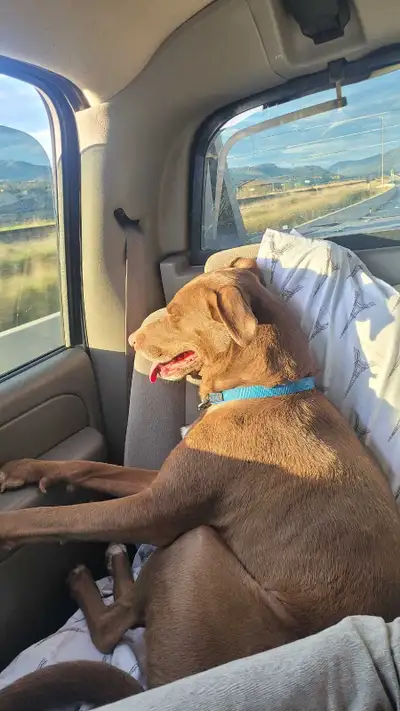 mix with Labrador dog, View more