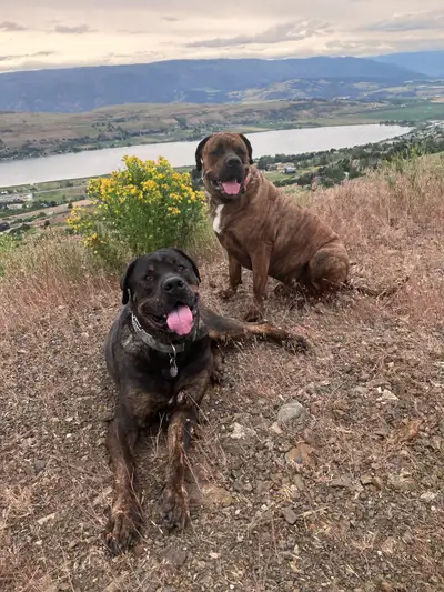 New Forever Home Needed, View more