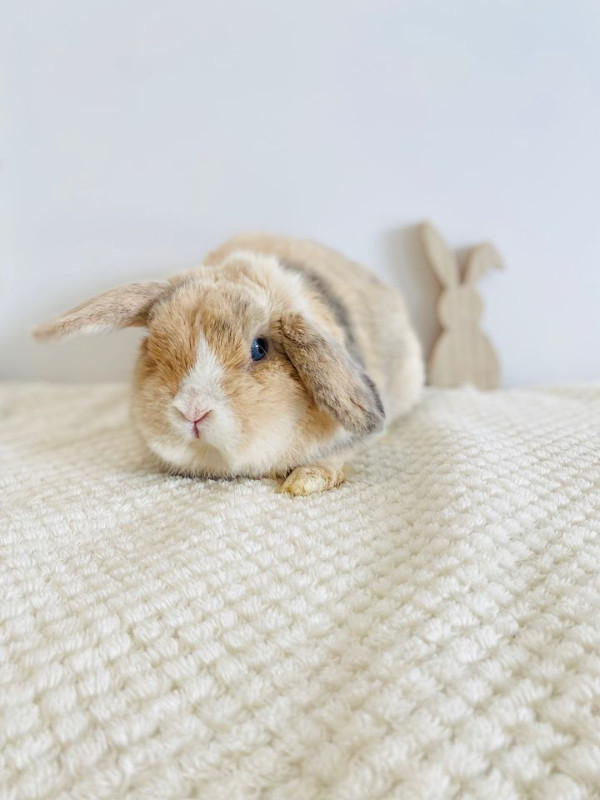 Handsome Holland Lop Buck!! in Small Animals for Rehoming in Winnipeg