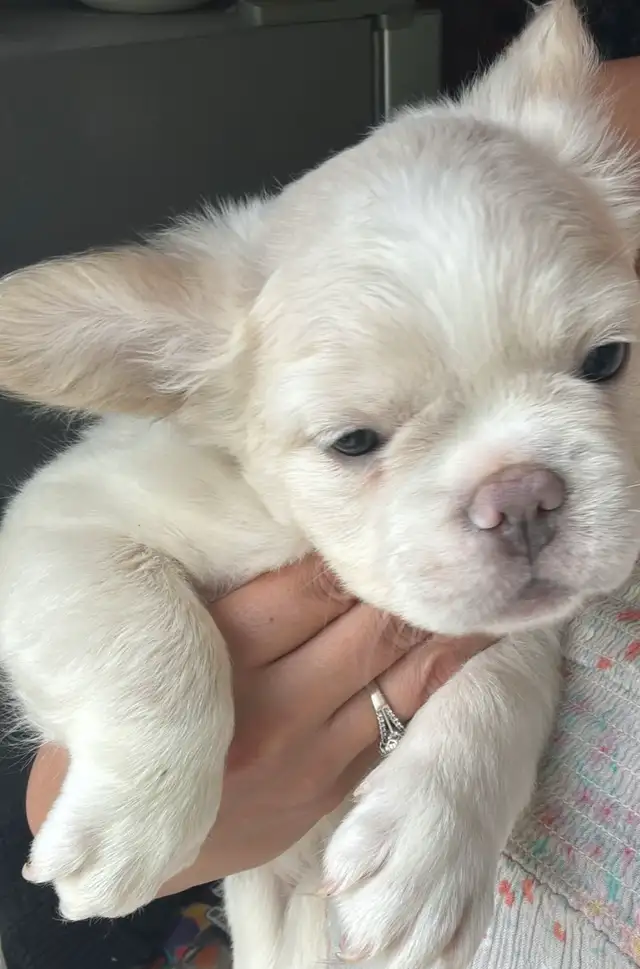 Rare all white fluffy french bulldogs puppies in Dogs & Puppies for Rehoming in City of Toronto - Image 3