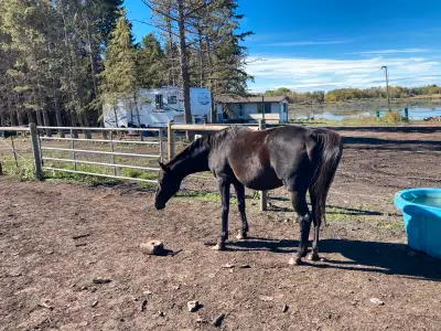 Horse Sale, View more