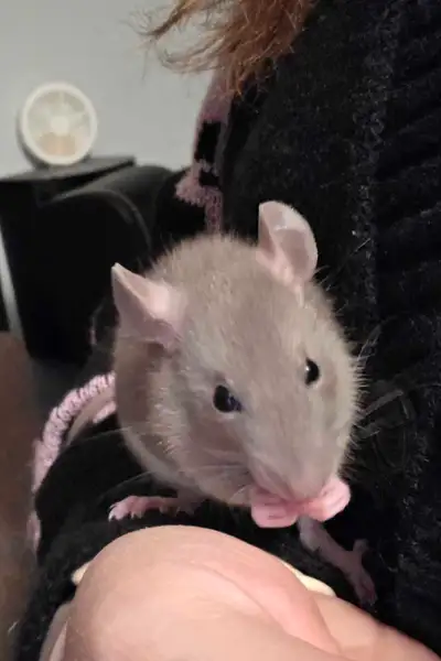 2 Female Rats, View more
