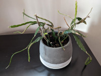 Fishbone Cactus (Zigzag Cactus) Plant in 5 Inches Heavy Ceramic