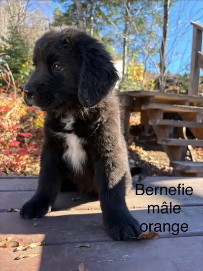 Chiots Bouvier bernois/bernefie/ bernese mountain newfoundland, View more