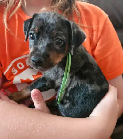 Registered Harlequin Miniature Pinscher, View more