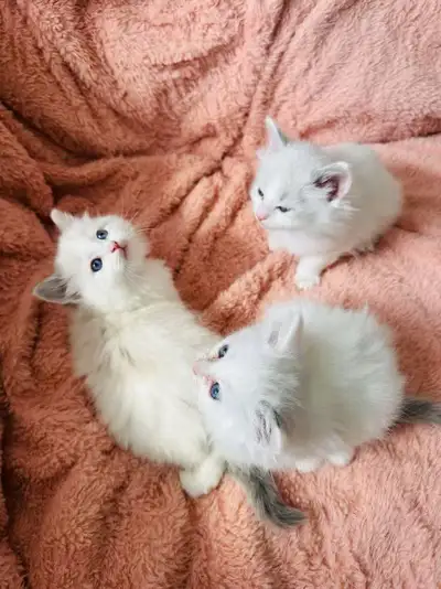 Adorable Blue Bi-Color Ragdoll Kitten – Ready May 3rd! We have three stunning blue bi-color Ragdoll...