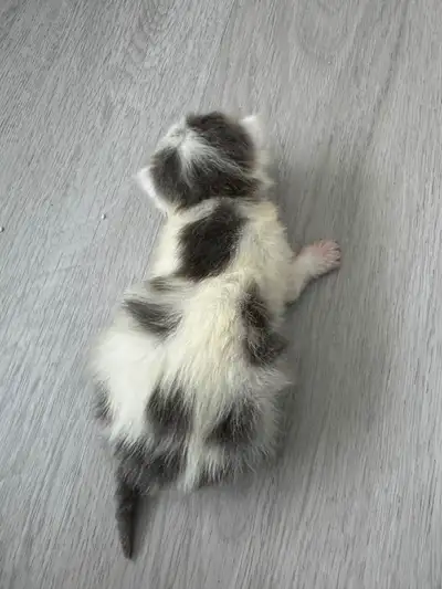 Purebred extreme flat faced persian kitten with bright blue eyes, View more