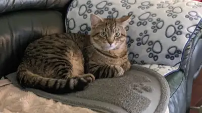 Cat for Rehoming, View more