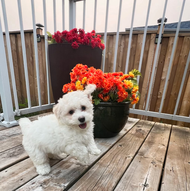 Teddy bear Bichonpoo puppies available in Dogs & Puppies for Rehoming in Barrie