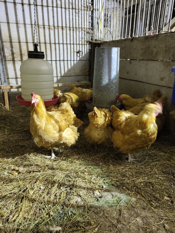 Chicks!! Buff Orpington, French Black Copper Maran, Olive Eggers in Livestock in Muskoka - Image 2
