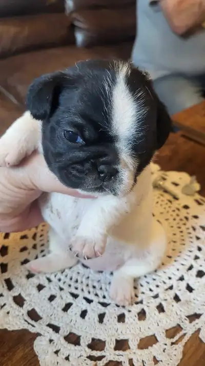 Hi We have some adorable puppies looking for their new homes. Mom is brindle dad is black 4 babies....