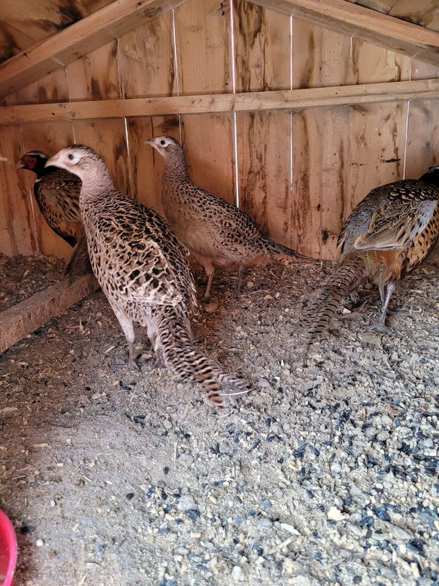 Ring Necked Pheasants  in Other in Hamilton - Image 2