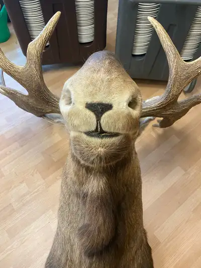 Moose head, View more