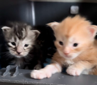 Gorgeous Maine Coon Kittens available for reservation 