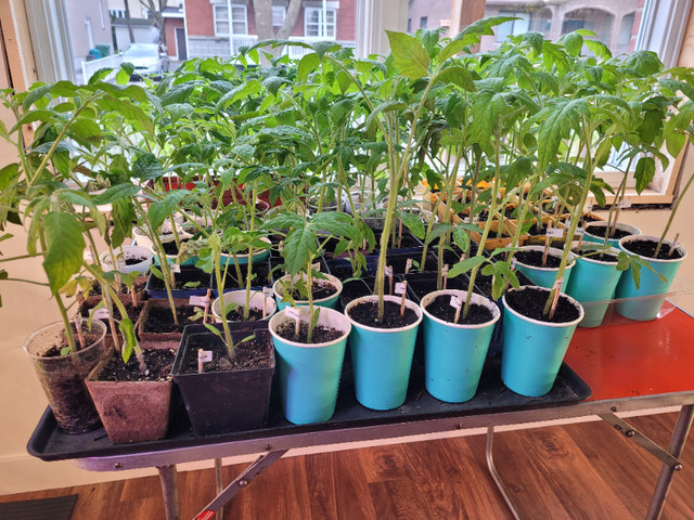 Plants de tomates et piments dans Plantes, engrais et terreaux  à Ville de Montréal