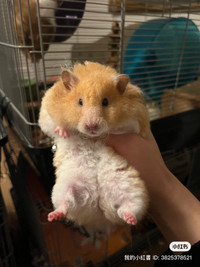hand raised chunky hamsters 