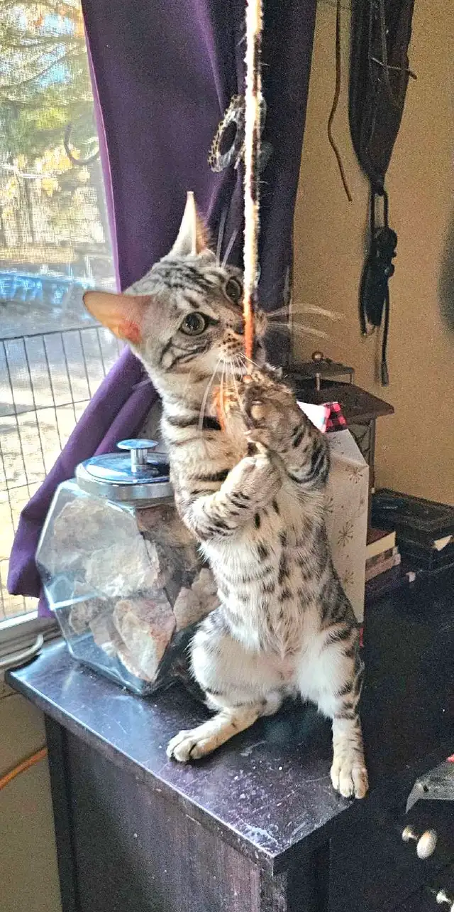 silver bengal  dans Chats et chatons à adopter dans Kingston - Image 2