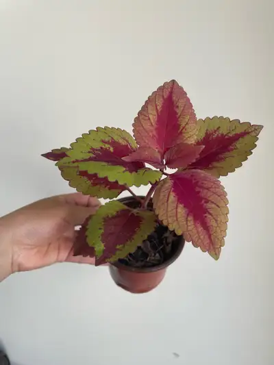 Coleus plant, View more