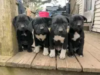 American bulldog X puppies