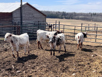 Yearling Registered Long Horn Bulls For Sale