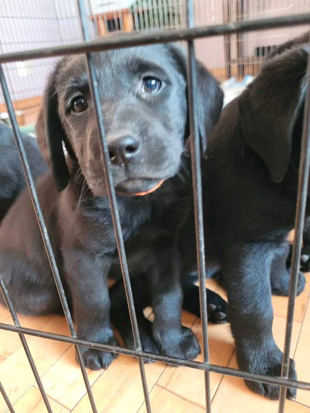 Puppies  looking for forever home in Other in Red Deer