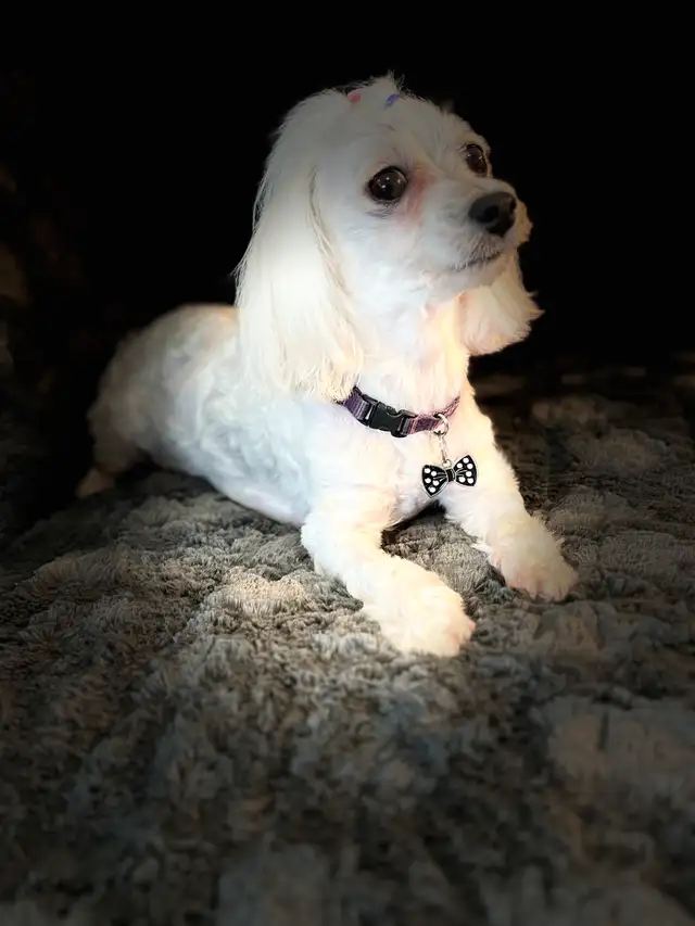 Purebred Maltese puppies in Dogs & Puppies for Rehoming in Winnipeg - Image 5