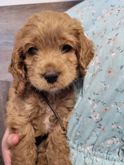 Cockapoo Puppies, View more