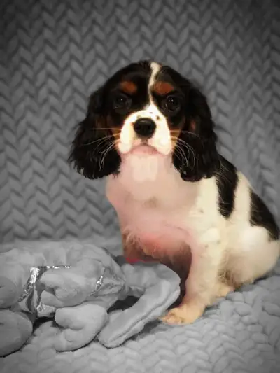 Cavalier King Charles Spaniel Puppies 2 pups left, View more