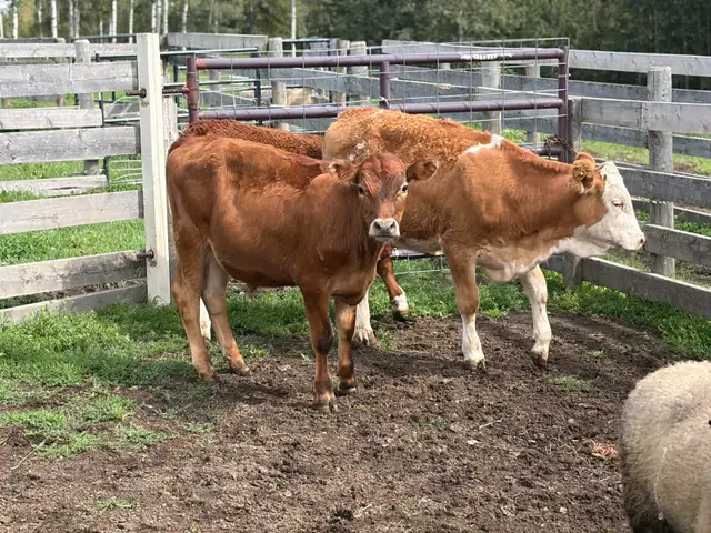 January born steer/heifer calves - Simmental sire in Livestock in Red Deer - Image 6