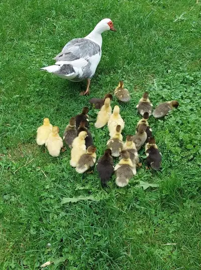 Hello i have muscovy ducklings looking for new homes they are very healthy and active Asking $15 eac...