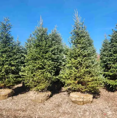 Spruce Trees, View more