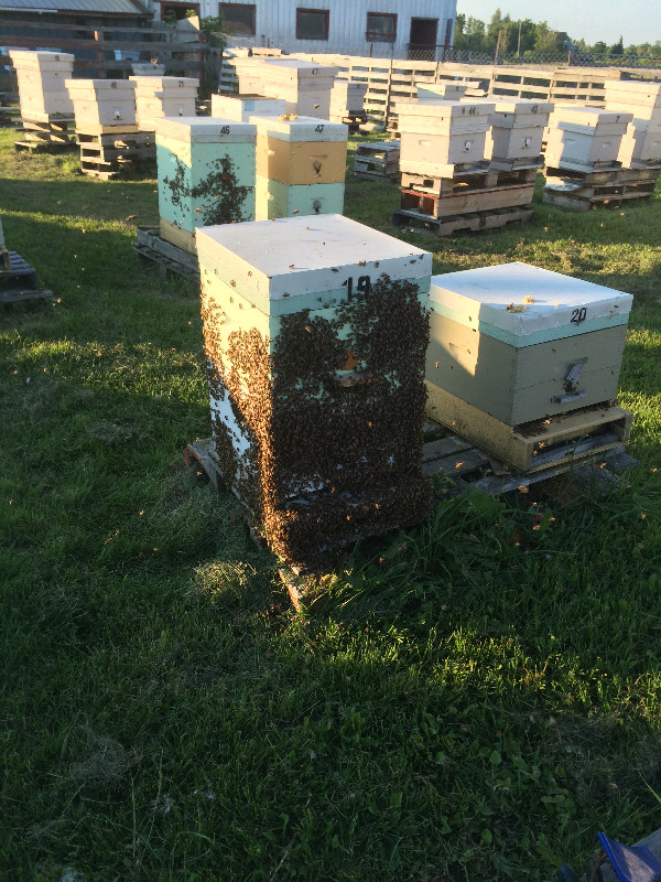 Bees wax frames and Bees nucs dans Animaux de ferme  à Ottawa - Image 4