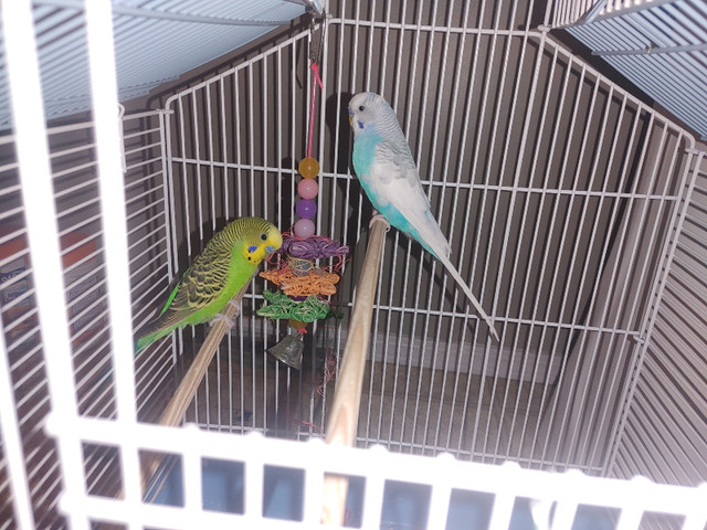 2 parrots in Other Pets for Rehoming in Edmonton