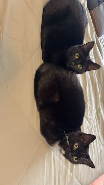 Cats for FREE!! URGENT!!, View more
