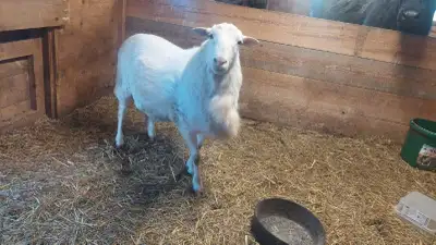 2 year old Katahdin Ram, View more
