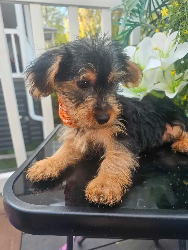 Magnifique yorkshire pure race *** personne  serieuse*** in Dogs & Puppies for Rehoming in City of Montréal - Image 4