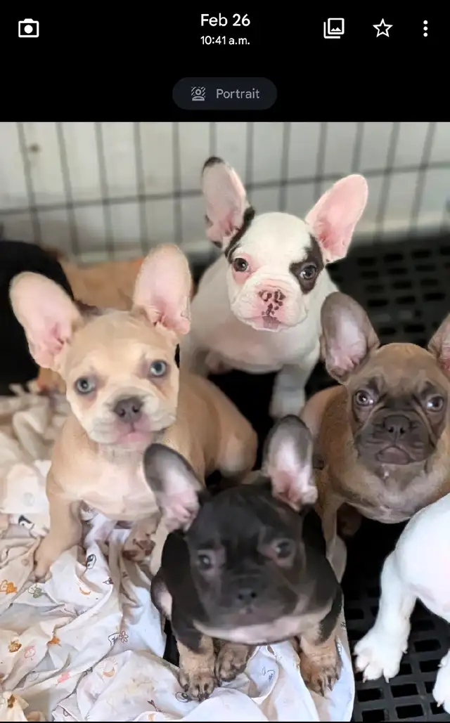 French Bulldogs for sale (ready to go!) in Dogs & Puppies for Rehoming in Delta/Surrey/Langley - Image 5