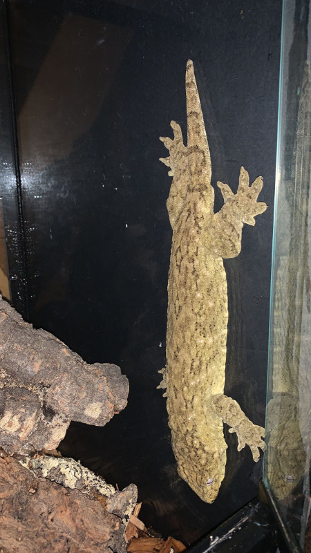 Pure GT Leachianus (Yate x CDM) in Reptiles & Amphibians for Rehoming in City of Halifax - Image 2