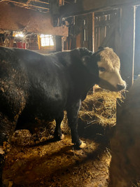  Two year-old black Angus bull