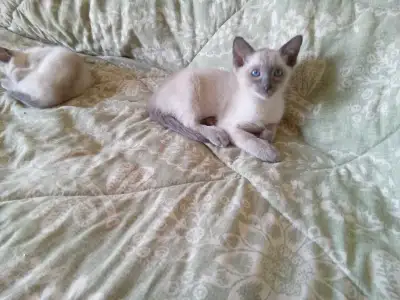 These babies are ready for their new homes. There are 4 left, all bluepoints. There are 3 females an...