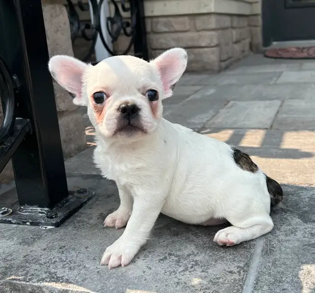 French Bulldog Female in Dogs & Puppies for Rehoming in Oakville / Halton Region - Image 8