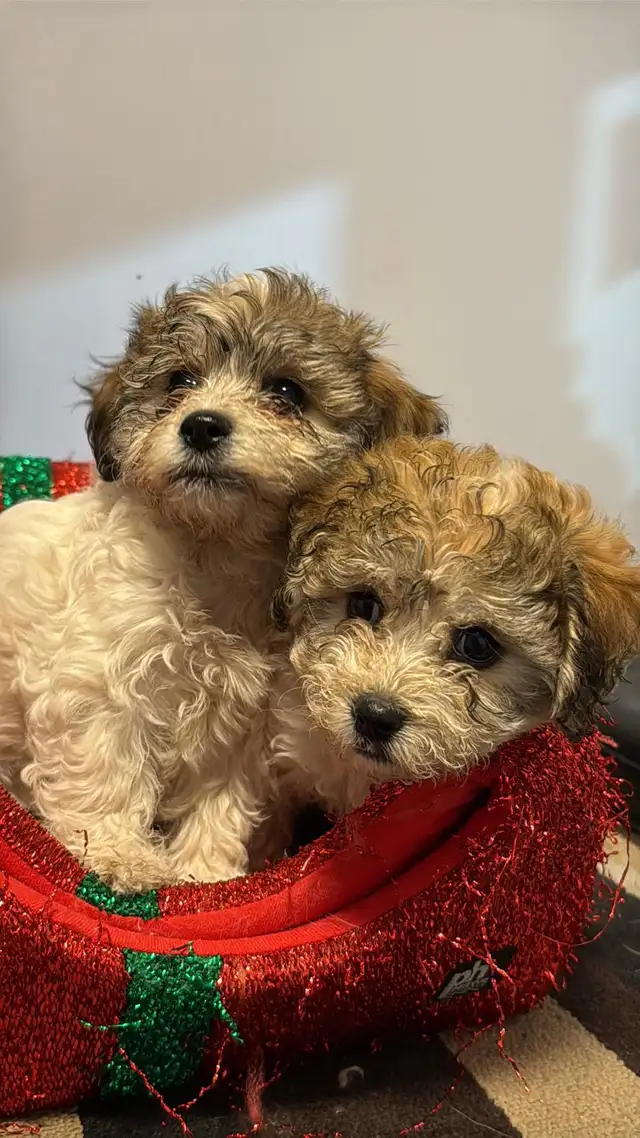 Havashan puppy in Dogs & Puppies for Rehoming in Abbotsford - Image 8